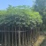 红花风铃木3-18分，基地直销，一手货源，各种规格大量出售