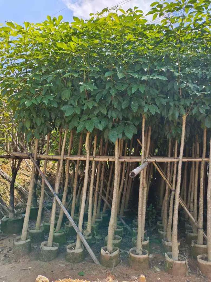 红花风铃木3-18分，基地直销，一手货源，各种规格大量出售