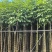 红花风铃木3-18分，基地直销，一手货源，各种规格大量出售