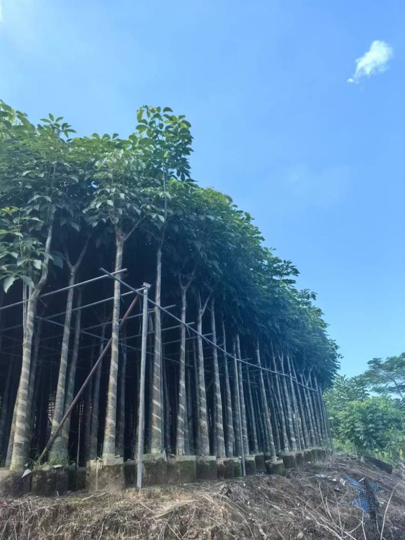 红花风铃木3-18分，基地直销，一手货源，各种规格大量出售