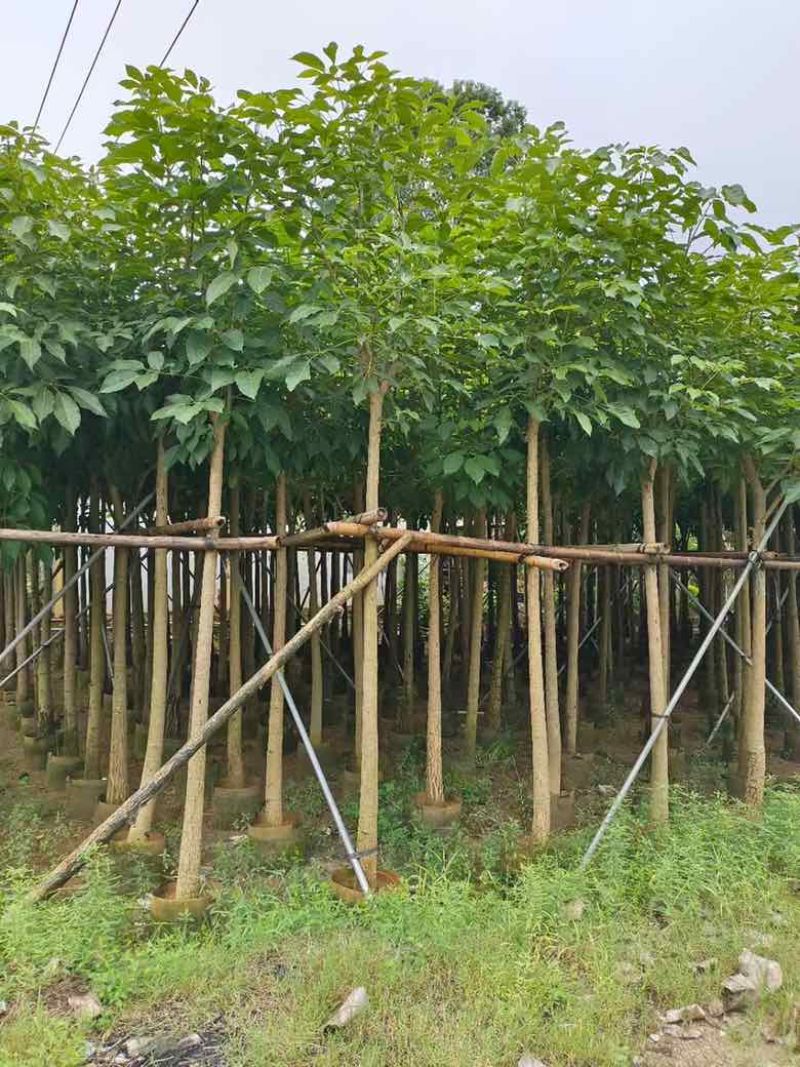 红花风铃木3-18分，基地直销，一手货源，各种规格大量出售