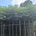 红花风铃木3-18分，基地直销，一手货源，各种规格大量出售