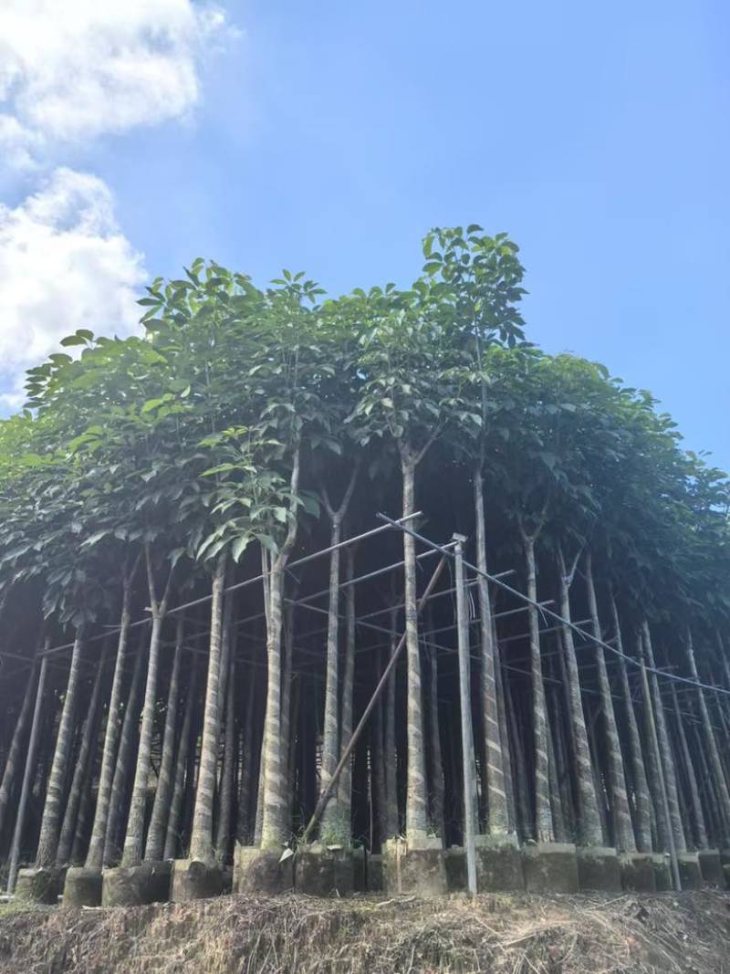 红花风铃木3-18分，基地直销，一手货源，各种规格大量出售