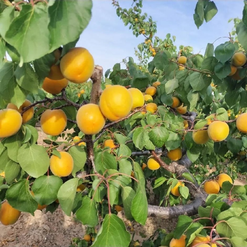 山西金太阳杏