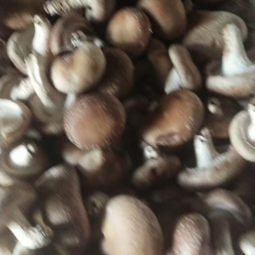 鲜香菇