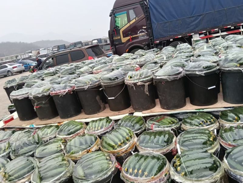 辽宁绥中旱黄瓜