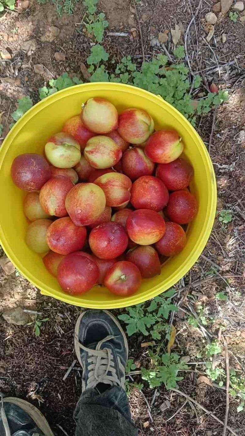 精品枣蜜桃大量上市