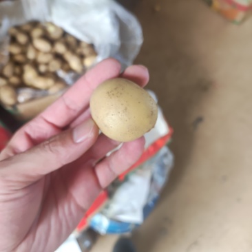 各种规格小土豆