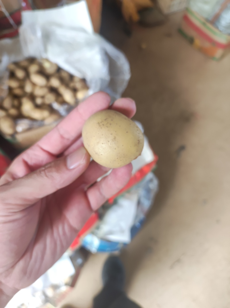 各种规格小土豆