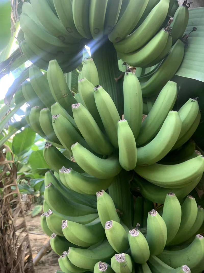 香蕉大量上市