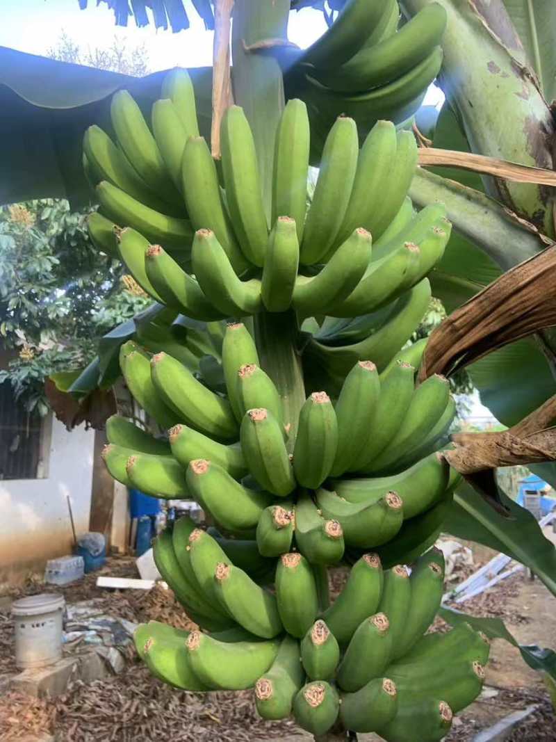 香蕉大量上市