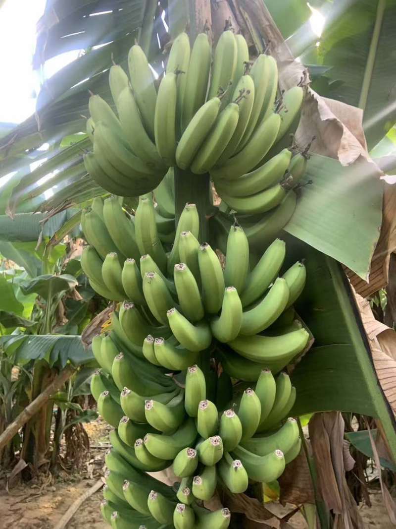 香蕉大量上市