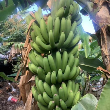 香蕉大量上市