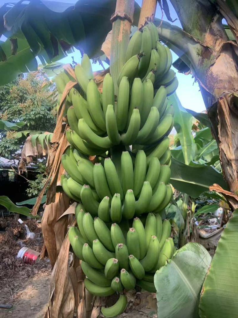 香蕉大量上市