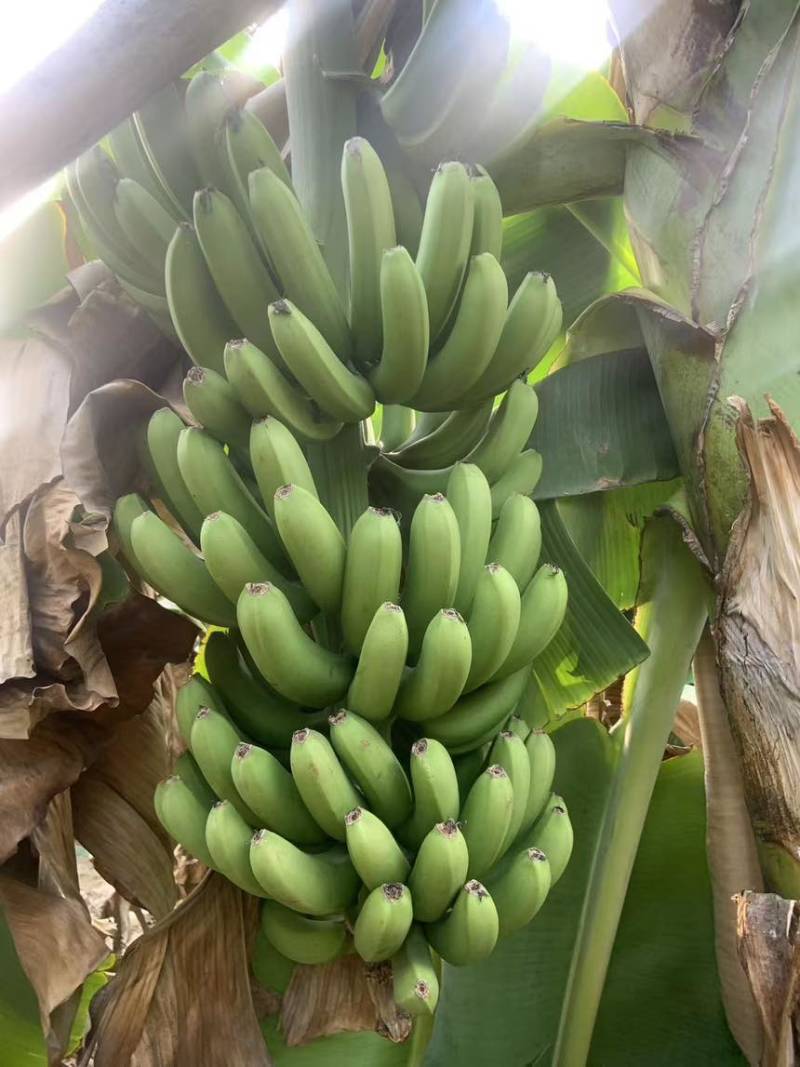 香蕉大量上市