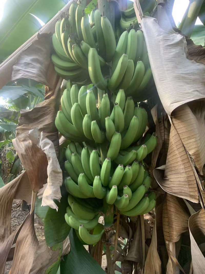 香蕉大量上市