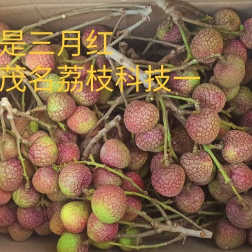 800亩，不是3月红，是茂名荔枝科技1号，6元1斤批