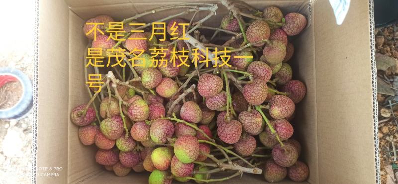 800亩，不是3月红，是茂名荔枝科技1号，6元1斤批