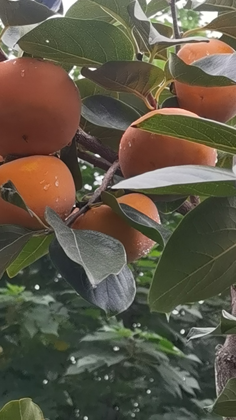 阳丰脆柿