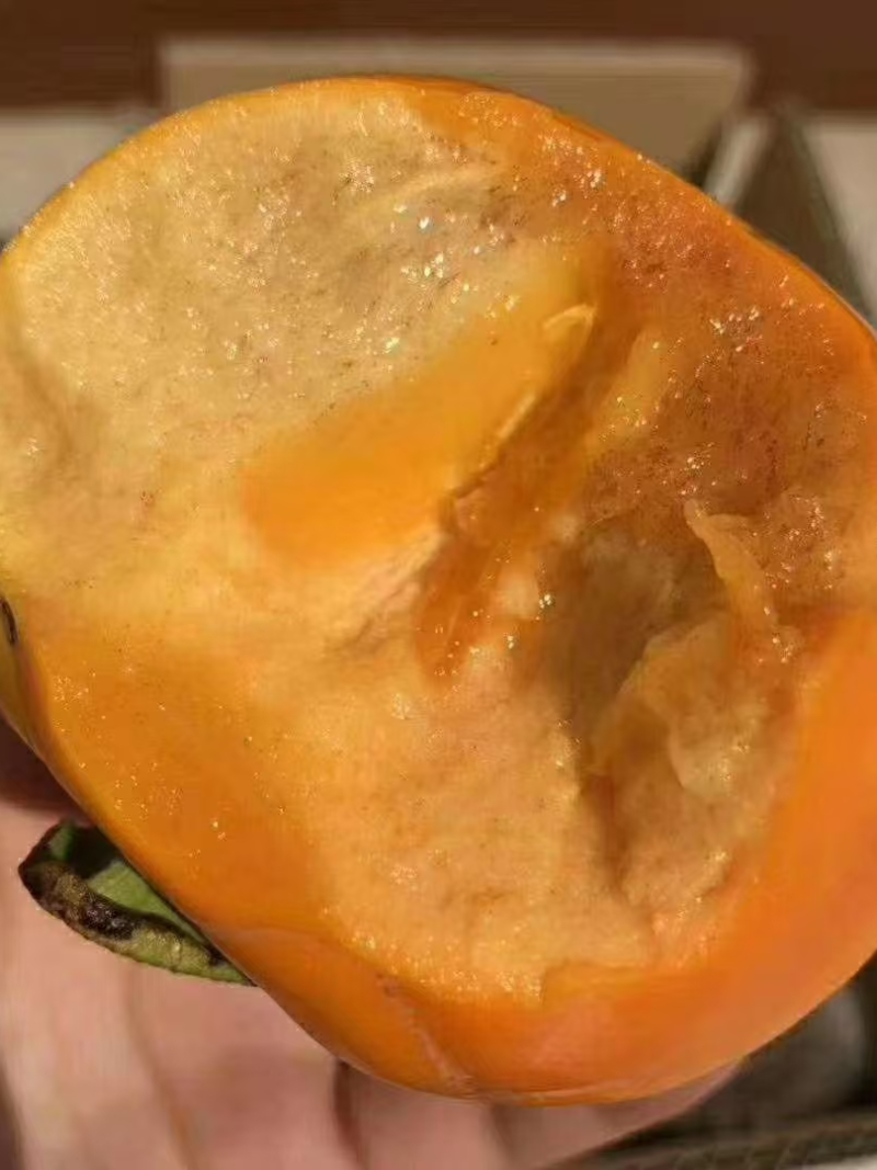 阳丰脆柿