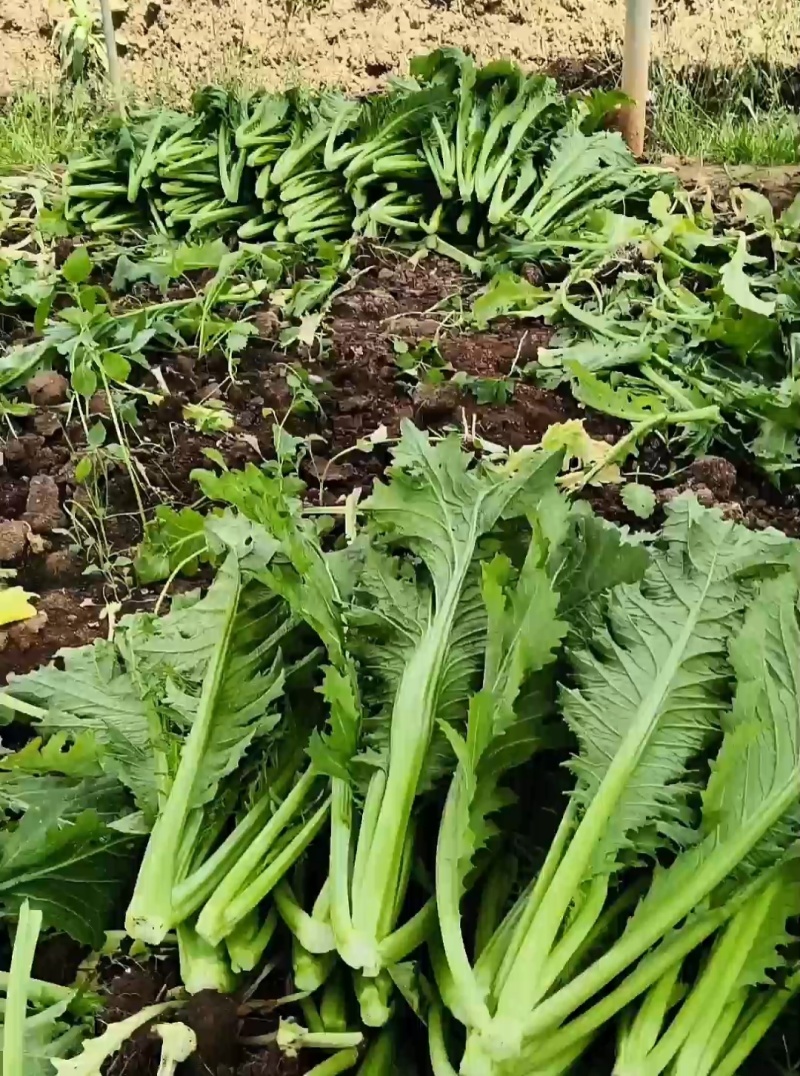 青菜