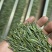 五合圣峰茶，高山有机绿茶