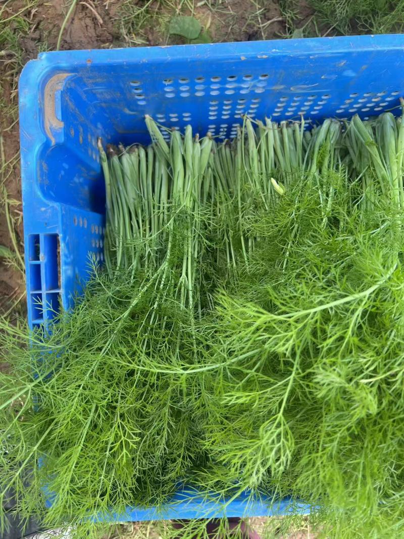 自家种植精品茴香供应胖东来的无农残有检测报告40cm左