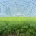 自家种植精品茴香供应胖东来的无农残有检测报告40cm左