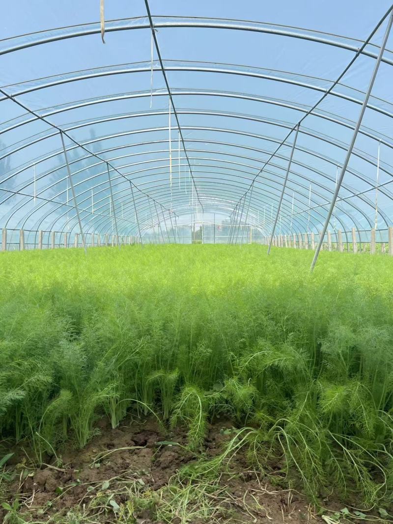 自家种植精品茴香供应胖东来的无农残有检测报告40cm左