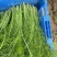 自家种植精品茴香供应胖东来的无农残有检测报告40cm左
