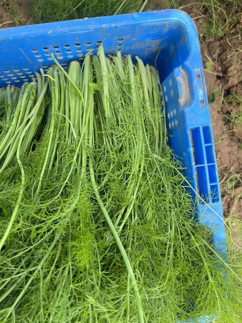 自家种植精品茴香供应胖东来的无农残有检测报告40cm左
