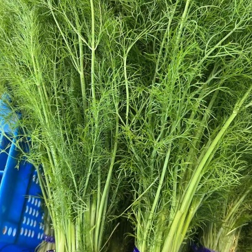 自家种植精品茴香供应胖东来的无农残有检测报告40cm左