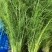 自家种植精品茴香供应胖东来的无农残有检测报告40cm左