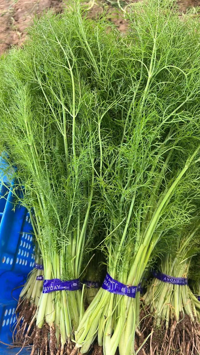 自家种植精品茴香供应胖东来的无农残有检测报告40cm左