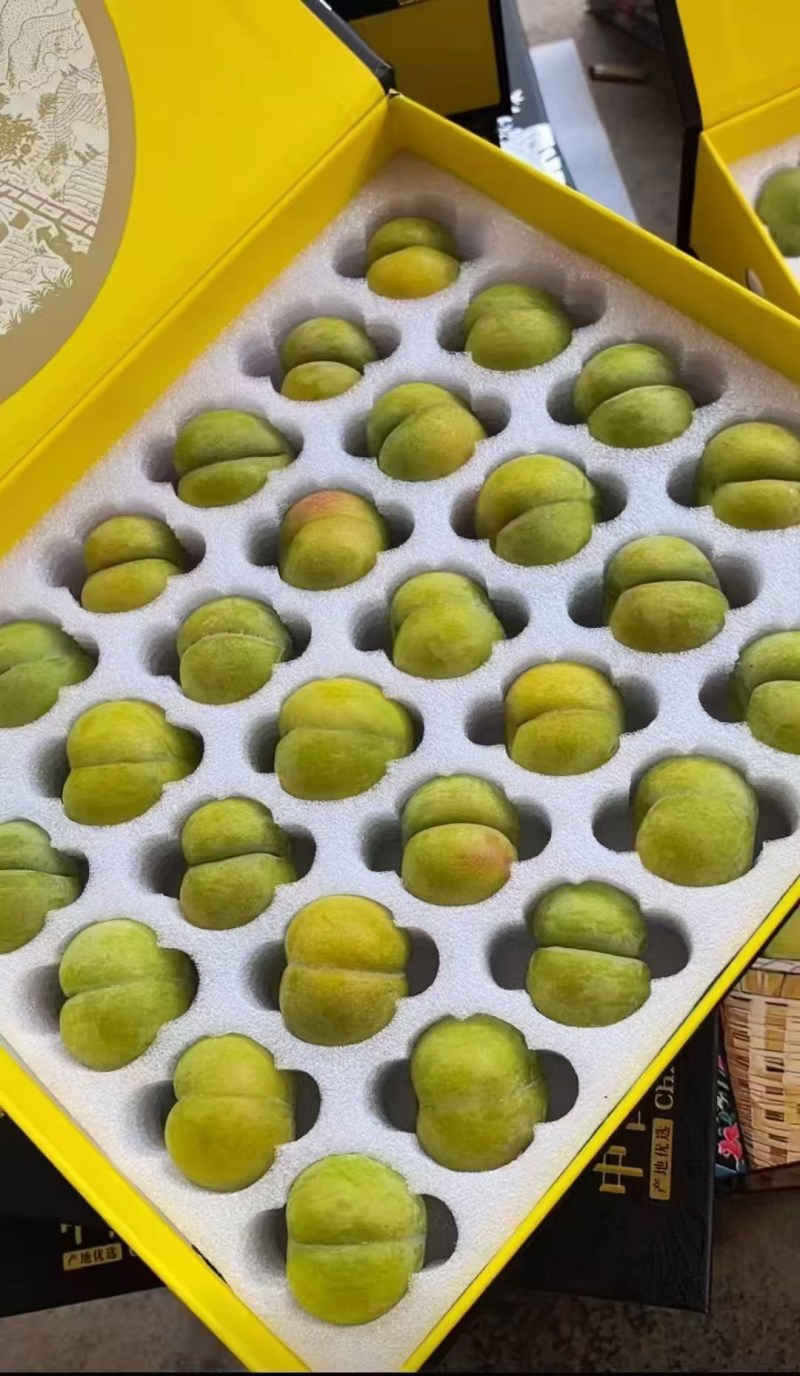 贵州安顺镇宁六马蜂糖李