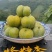 贵州安顺镇宁六马蜂糖李