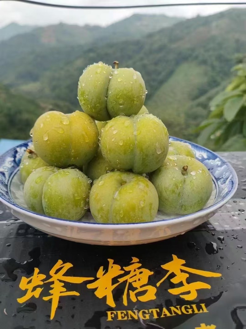 贵州安顺镇宁六马蜂糖李
