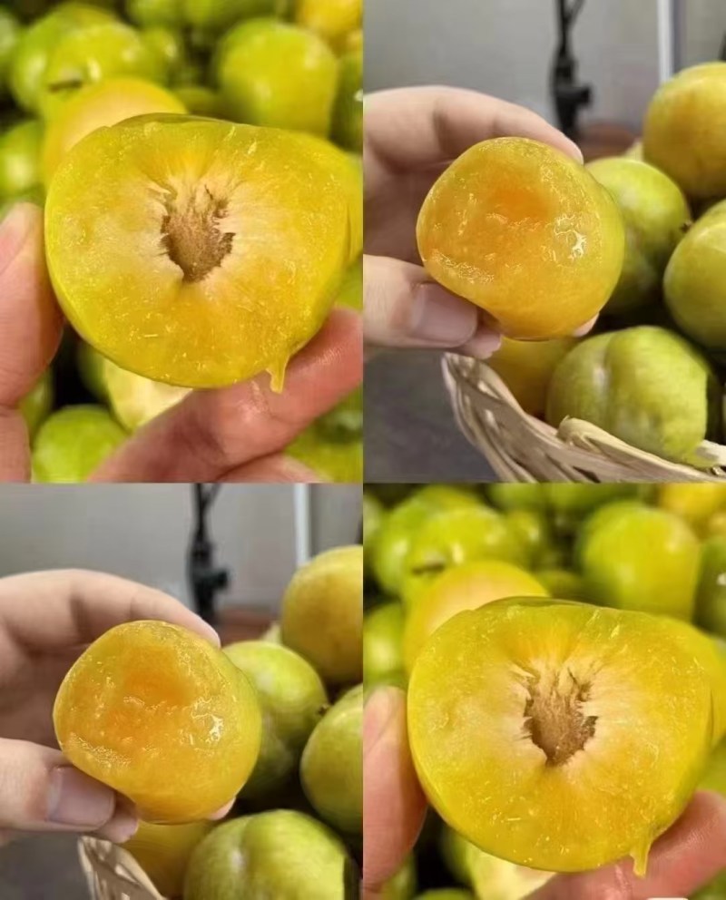 贵州安顺镇宁六马蜂糖李