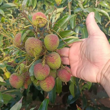 妃子笑荔枝