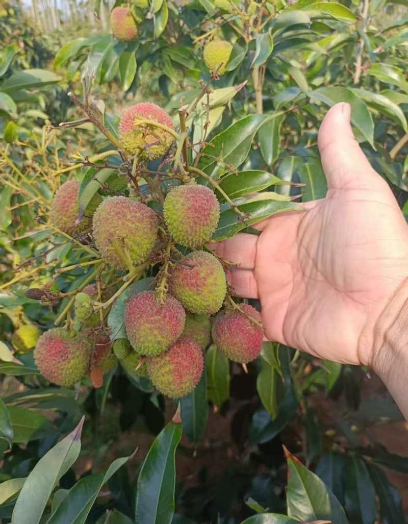 妃子笑荔枝