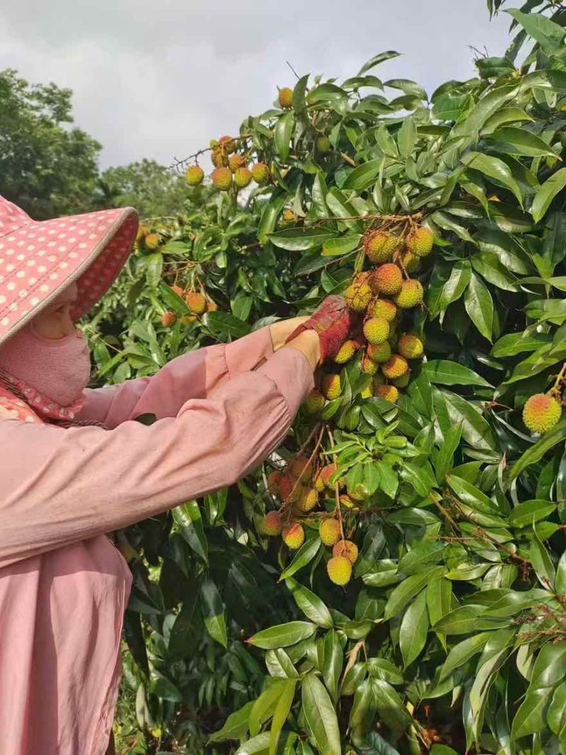 妃子笑荔枝