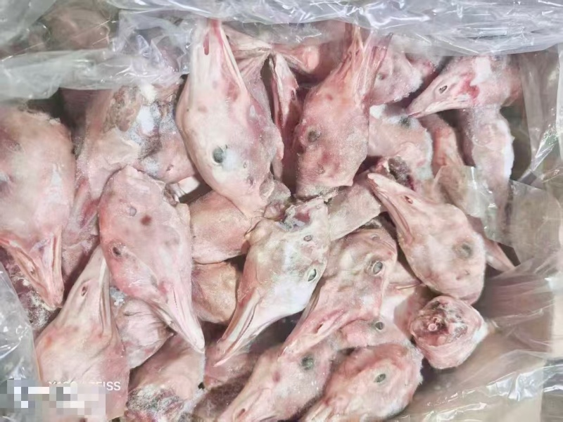 仔鹅头中龄鹅头