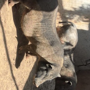 香猪