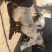 香猪