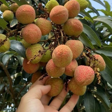 广西灵山三月红荔枝，需要的老板