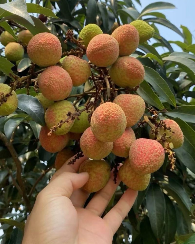 广西灵山三月红荔枝，需要的老板