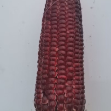 红宝石水果玉米