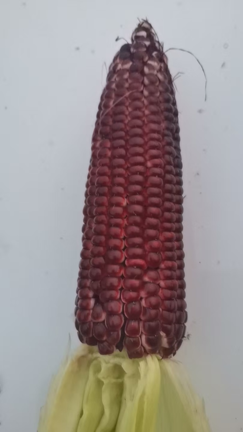 红宝石水果玉米
