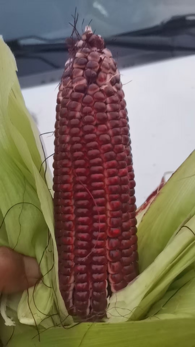 红宝石水果玉米