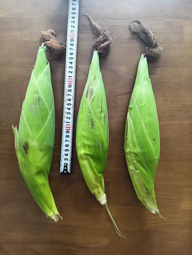 红宝石水果玉米